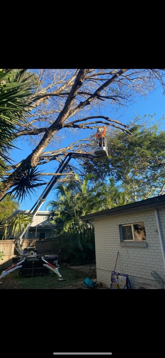 Cutting Edge Arborists crew using an elevated work platform to prune a tree near a Brisbane home