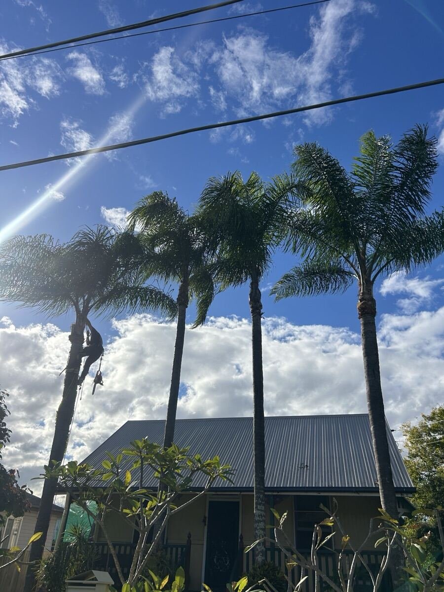 Arborist working at height on a tall palm tree
