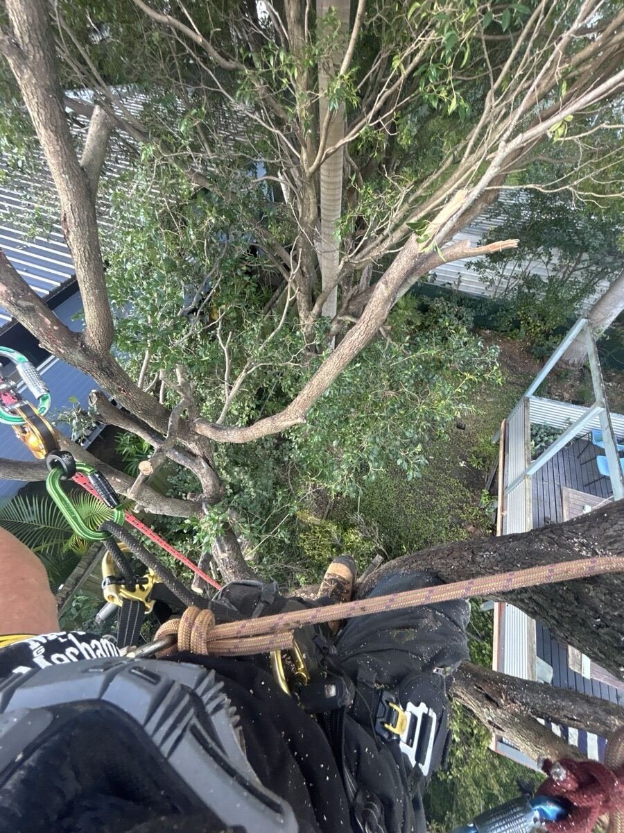Arborist rigging and pruning from within the tree canopy