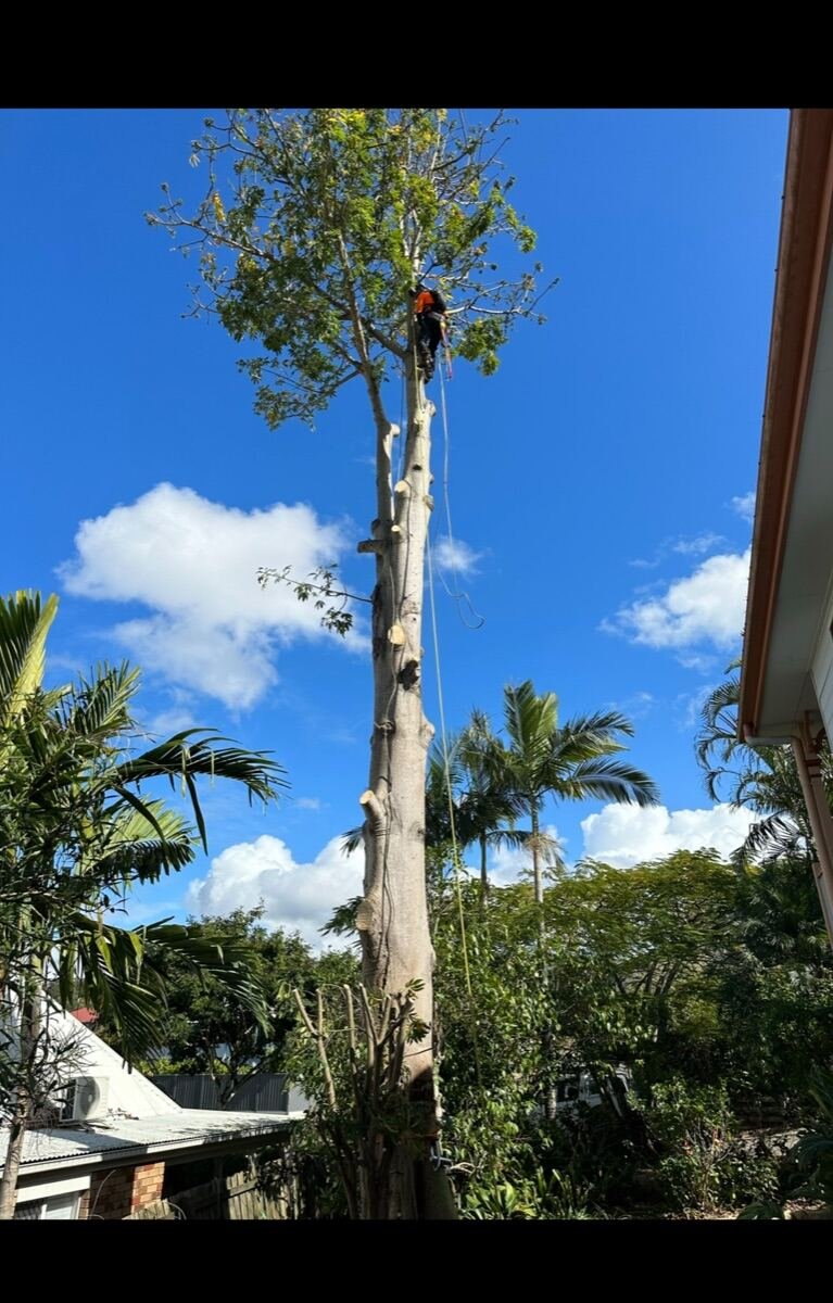Arborist removing a large tree in a Brisbane backyard